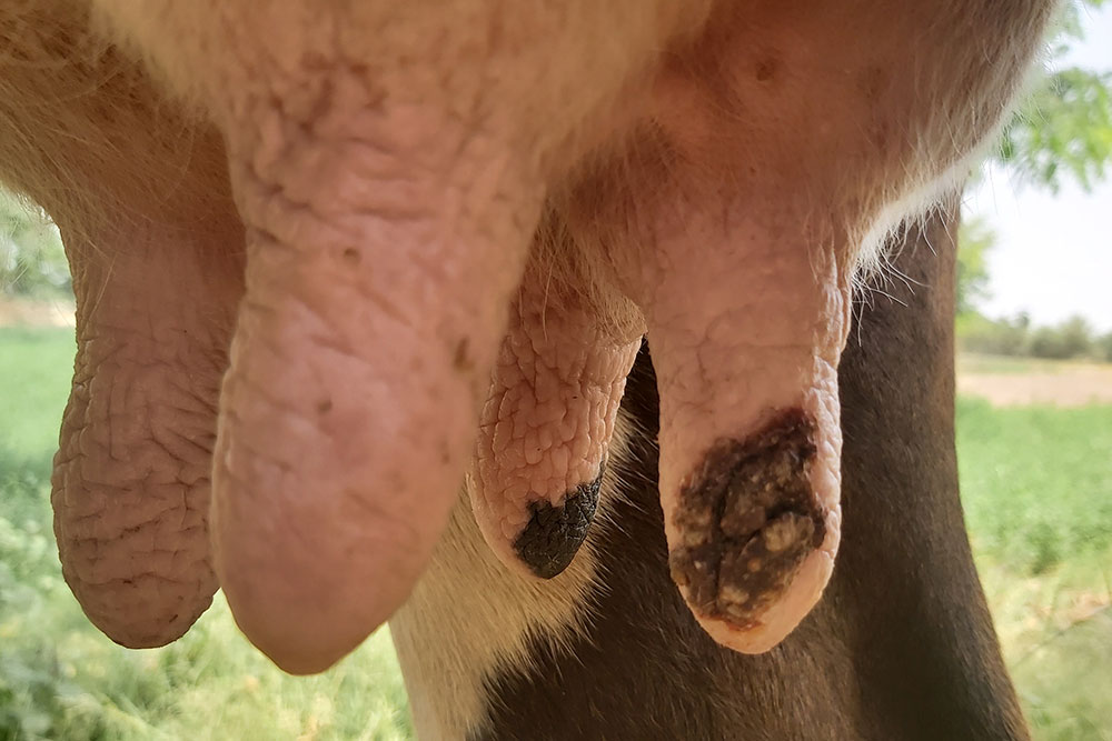 A close-up view of a cow's udder showing a large, dark, crusty lesion on one of the teats.