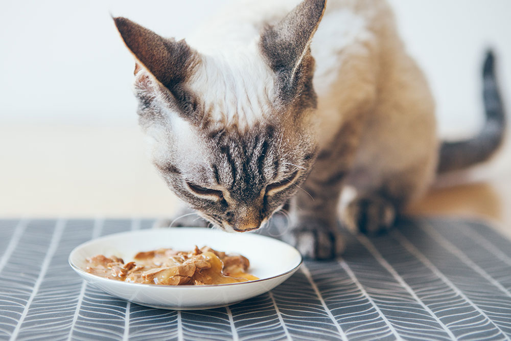 Close-up of a cat eating wet cat food from a plate on a patterned placemat for pet nutrition and feeding advice.