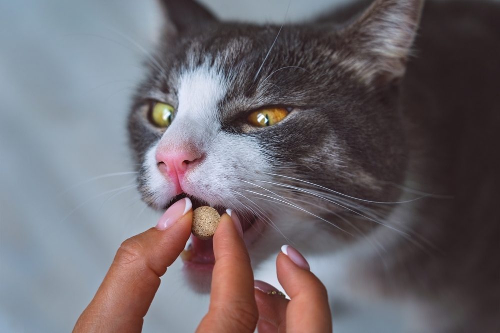 Close-up of a gray and white cat being given a pill or treat by a person’s hand