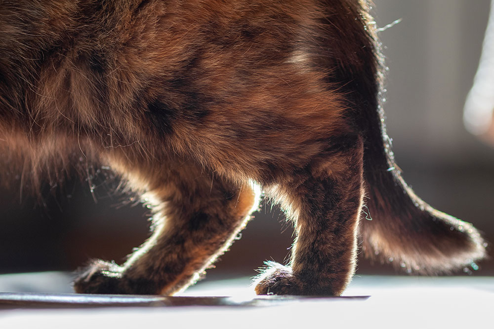 A macro close-up shot of the lower belly, hind legs, and base of the tail of a fluffy tortoiseshell cat standing in profile, illuminated by warm backlighting that highlights the fur edges.
