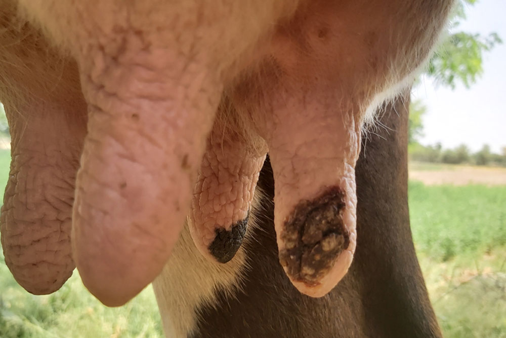Close‑up of a cow’s udder with visible teats, one showing a dark, rough scab‑like lesion, photographed outdoors with blurred green vegetation in the background.