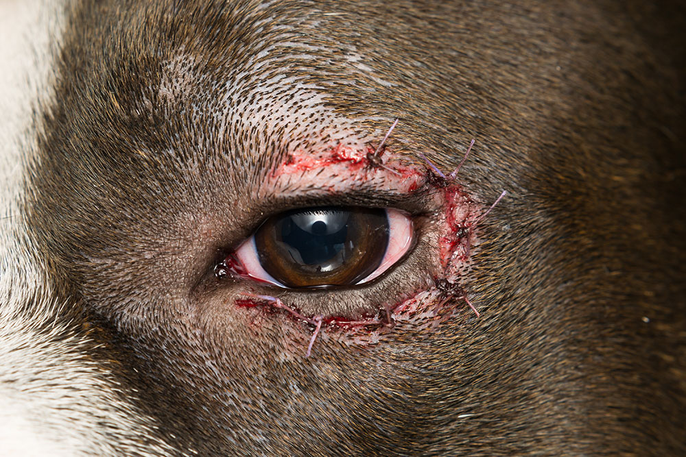 Dog with eye stitches after veterinary eye surgery