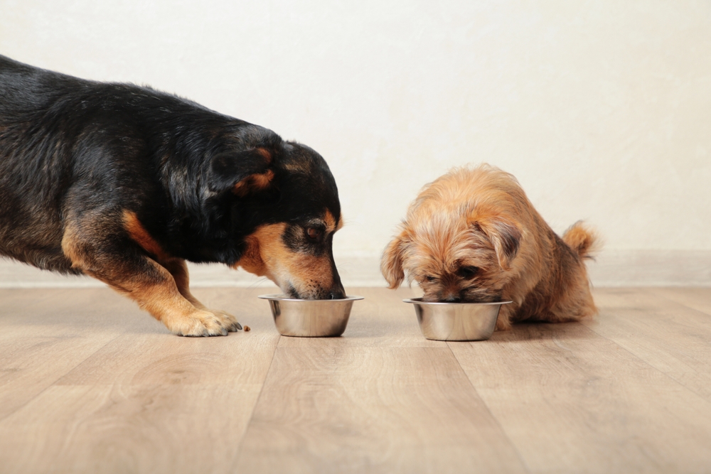 Two small dogs eating from separate metal bowls on a wooden floor indoors, with one black-and-tan dog and one light brown dog standing side by side.