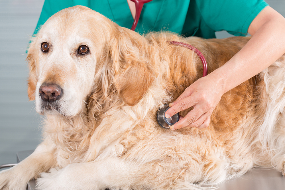 A senior Golden Retriever with light cream and gold fur lying on a metal examination table while a veterinarian in green scrubs uses a stethoscope to check its heart or lungs.