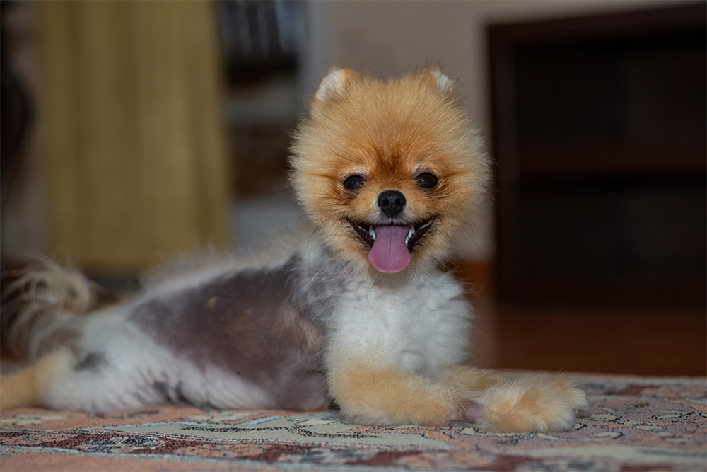Small dog lying down with visible fur loss from canine alopecia.