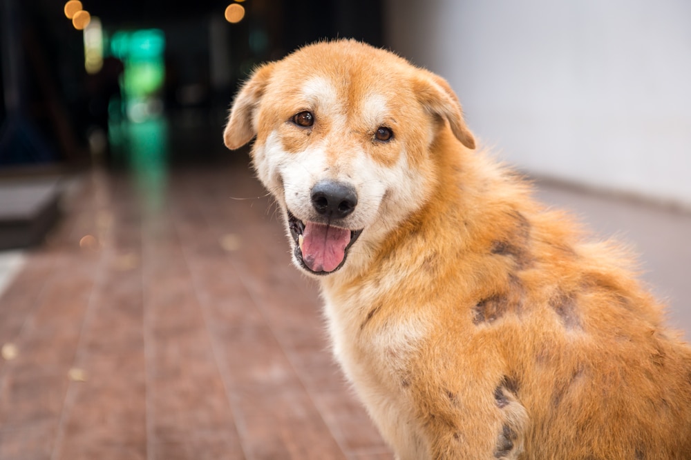 A medium-sized tan and white dog with short fur looks back at the camera with an open-mouthed "smile" on a brick walkway.