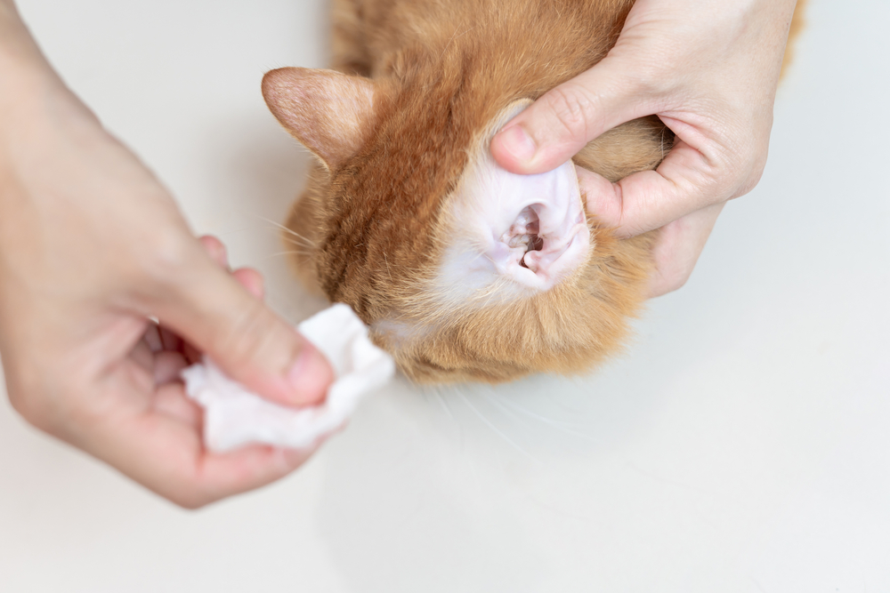 Woman gently cleaning a cat’s ears with cotton wool for pet hygiene.