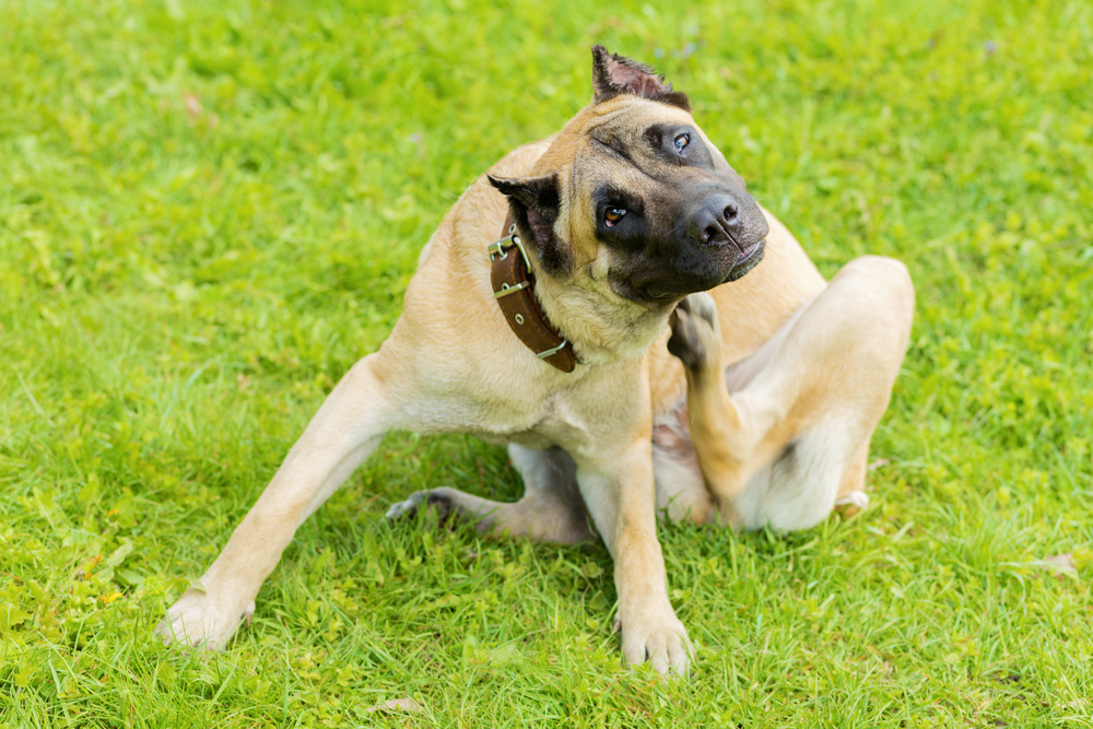 Dog scratching due to itchy or irritated skin, a common sign of skin allergies and other dermatological conditions.