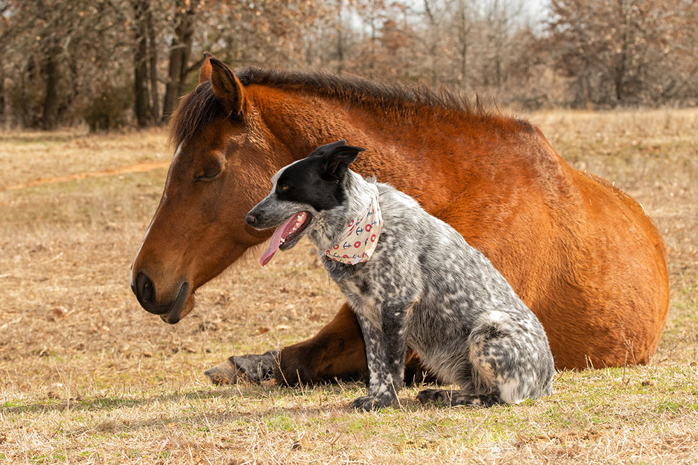 Dog sitting beside a resting horse in an open field outdoors