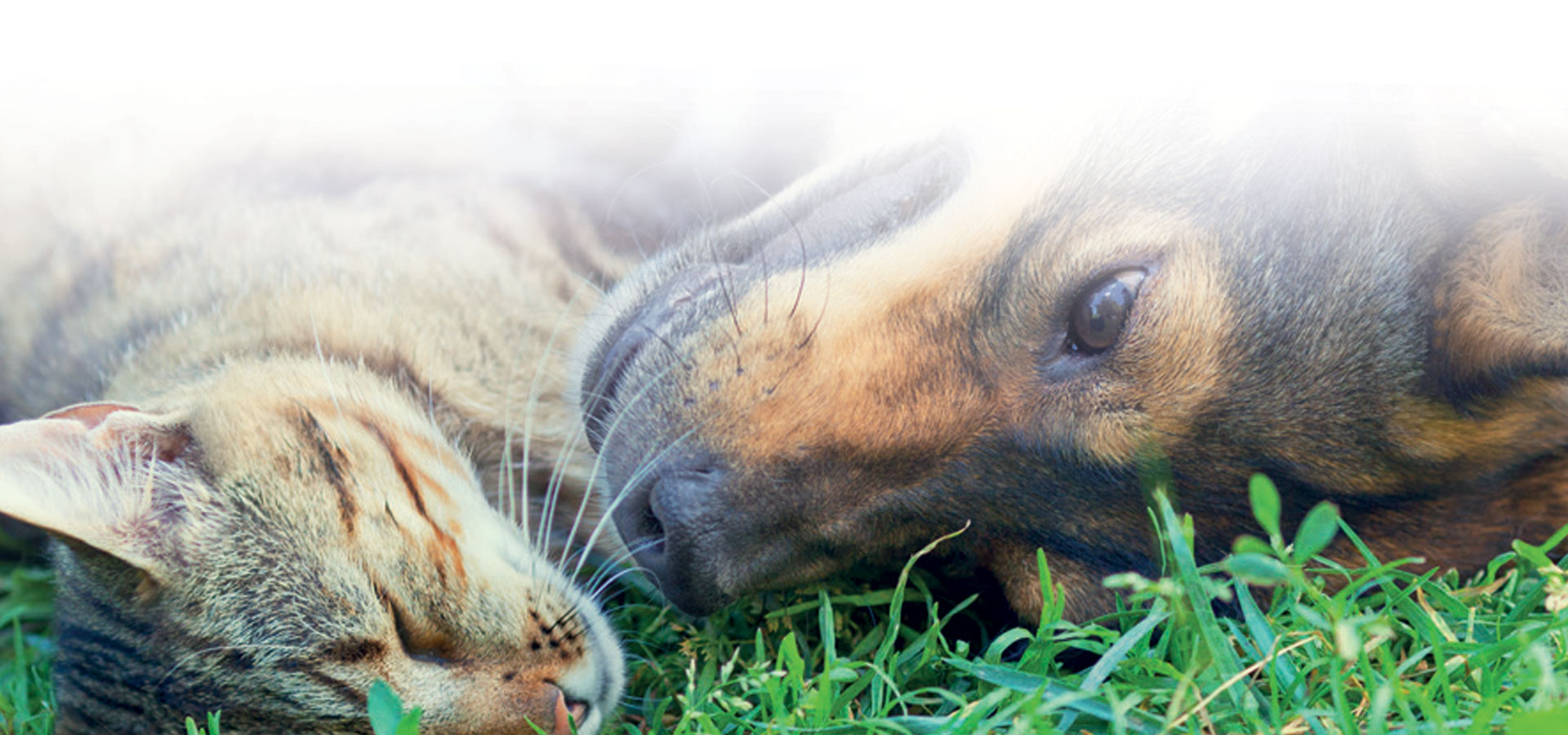 Tabby cat and a dog lying on their sides in green grass, nose to nose