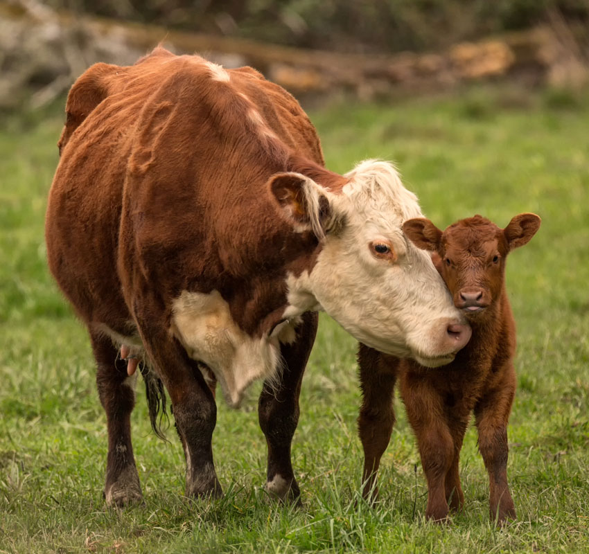 Cattle Embryo Transfer Service Vet in Cullompton, Tiverton, Honiton