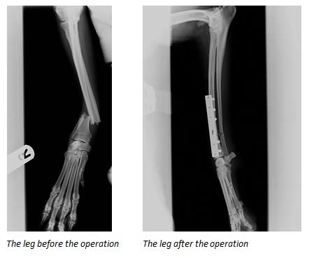 how much is a xray on a dogs leg