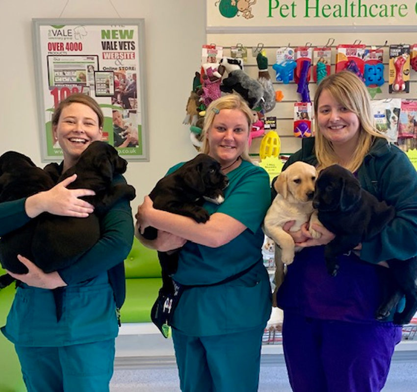 Puppy Parties Vet in Cullompton, Tiverton, Honiton, Uffculme The