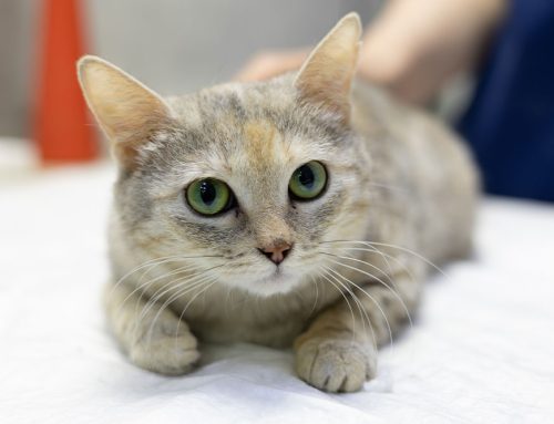 What Causes Seizures in Cats and How to Manage Them