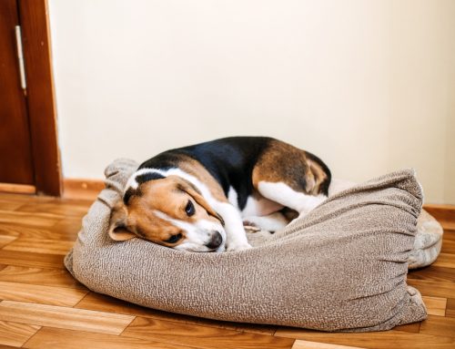 Common Causes of Diarrhea in Dogs and When to See a Vet